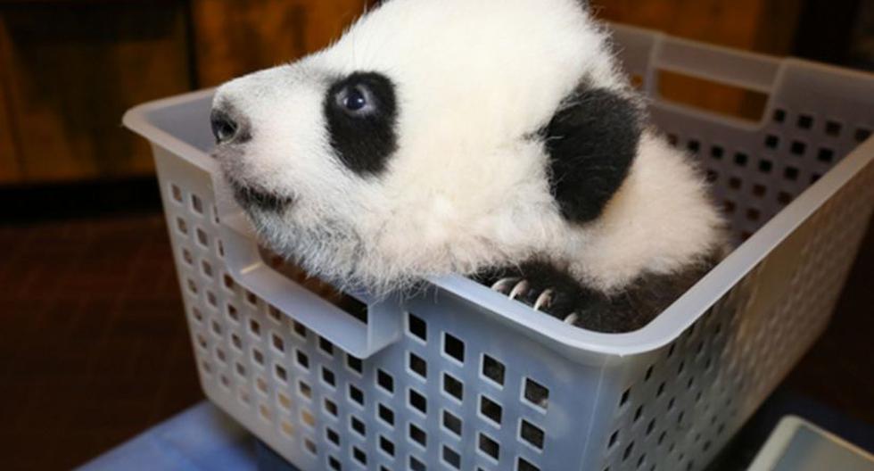 "Bei Bei" es una cría de panda gigante que nació el pasado agosto en el zoo de Washington. (Foto: nationalzoo.si.edu)