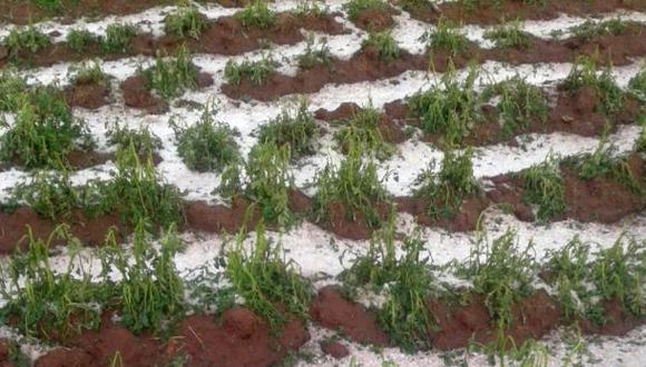 Puno: escasez de lluvias afecta 33 mil hectáreas de cultivos