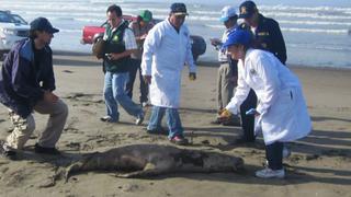 Más de 45 lobos marinos vararon en playas de Lambayeque