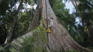 Shihuahuaco, el gigante amazónico que todos debemos proteger