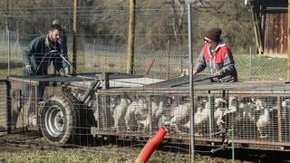 Francia decreta confinamiento de las aves por el incremento de la gripe aviar
