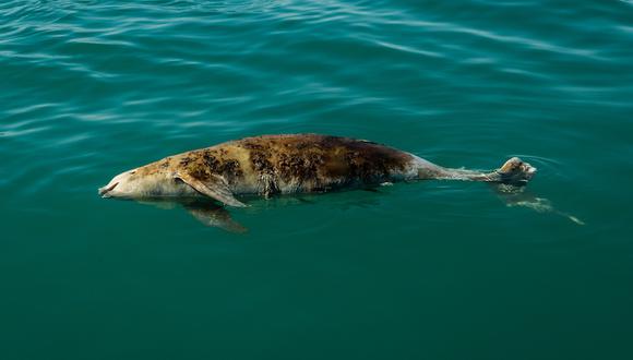 Una vaquita muerta flota en el océano. Foto de Robbie Newby/Sea Shepherd.