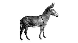 "De burros y alfajores", por Jaime Bedoya