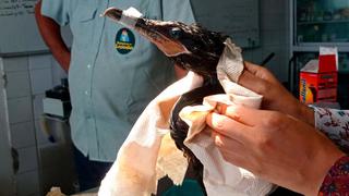 Derrame de petróleo: bióloga revela que el 50% de las aves acogidas por el Parque de las Leyendas fallecieron
