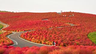Mira este espectacular 'parque rojo' que deslumbra en Japón
