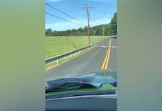 YouTube: gran grupo de patos cruza la carretera por este motivo