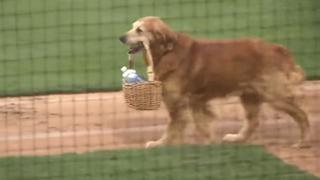 Instagram: Jake, el perro asistente de un equipo de béisbol queenternece a todos en las redes sociales [VIDEO]