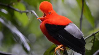 ¿Por qué el Perú es considerado un paraíso de las aves?