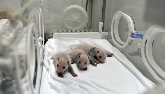 Nacen en China los primeros pandas trillizos del mundo [FOTOS]