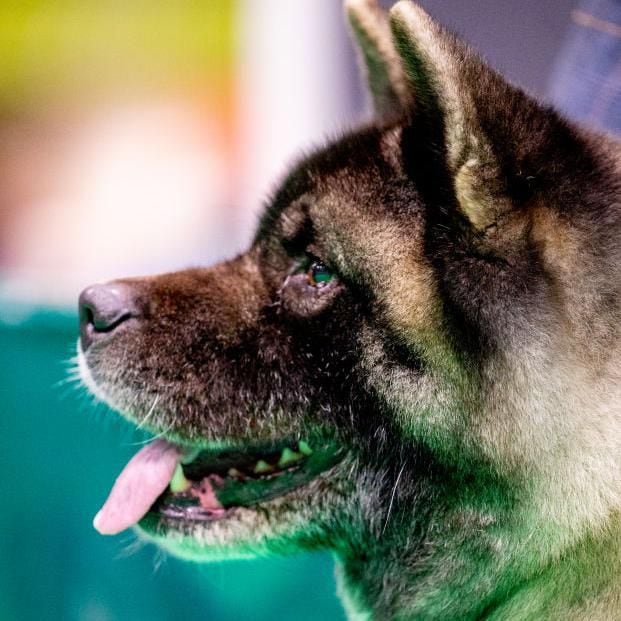 Akita dogs are known to be very loyal to their owners.  (GETTY IMAGES).