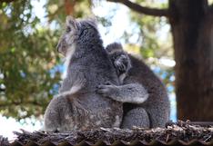El conmovedor rescate de seis koalas encontrados abrazados en medio de un incendio en Australia