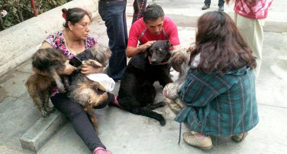Las mascotas fueron evaluadas y se determinó que no sufrieron ningún daño. (Municipalidad del Callao)