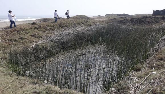 Se han perdido 163 pozas de totora debido a la erosión costera