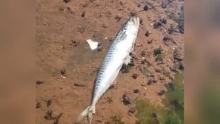 Extrañas criaturas son captadas devorando en segundos a un pez ubicado en medio de un estanque