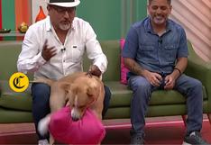 Perrito que interpreta a “Vaguito” se emociona y rompe cojín durante una entrevista de televisión