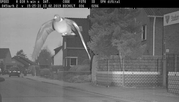 Momento en el que un radar de tráfico capta la imagen de una paloma en movimiento (Bocholter City / Facebook)<br>