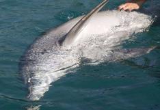 Fiscalía abre investigación para hallar presuntos responsables de matanza de delfines