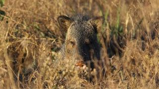 Expediciones científicas: tras los pasos del pecarí en el Gran Chaco argentino | VIDEO 