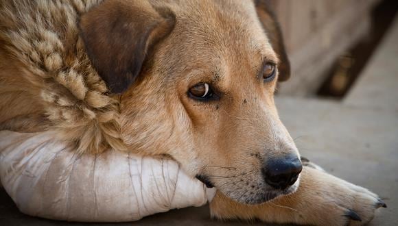 La Ley de Protección y Bienestar Animal prohíbe actos que causen sufrimiento, lesión o muerte del animal; abandono; su utilización en espectáculos públicos o privados; tenencia, caza, captura, crianza, compra y venta para el consumo humano de especies animales no definidas como animales de granja. (Archivo)