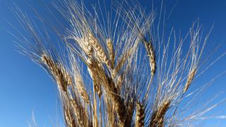 ¿Qué pasará con el cereal, trigo y los fertilizantes bloqueados por la guerra entre Rusia y Ucrania?