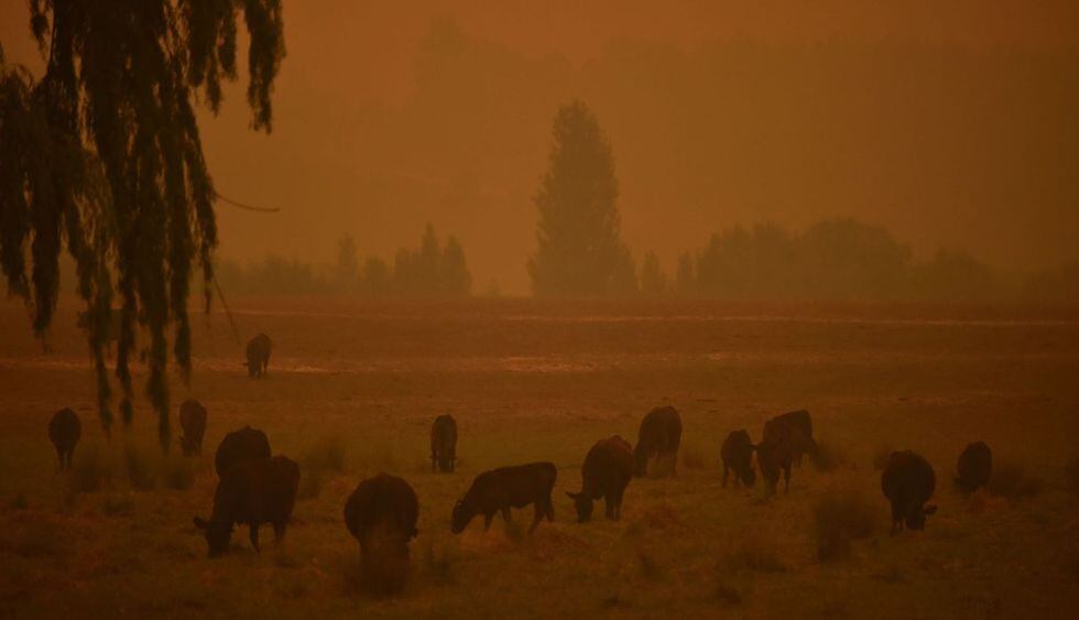 El ganado pasta cuando el cielo se vuelve anaranjado por los incendios forestales en Towamba, a 20 kilómetros de Eden. (Foto: AFP)