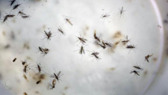 Detectan caso de muerte asociada al zika en isla francesa
