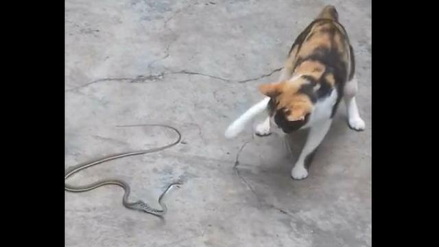 Un gato y una serpiente protagonizan un video que se ha hecho viral en YouTube. (Captura)