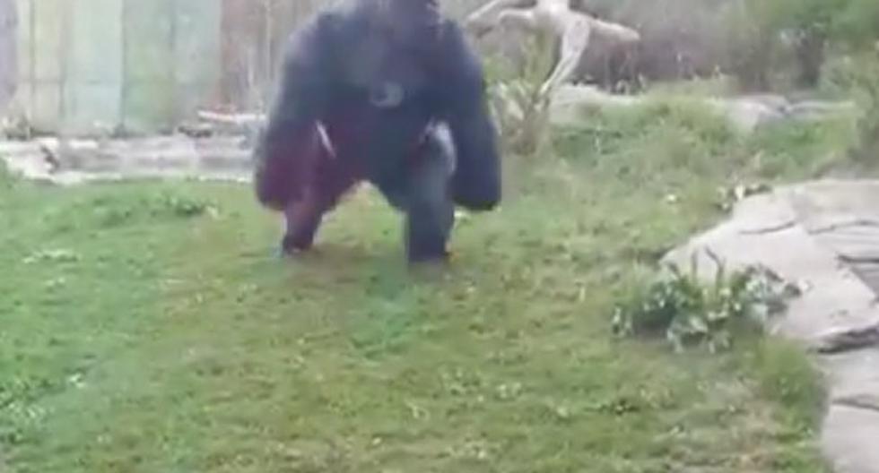 El ataque de este gorila te hará saltar. (Foto: Captura)