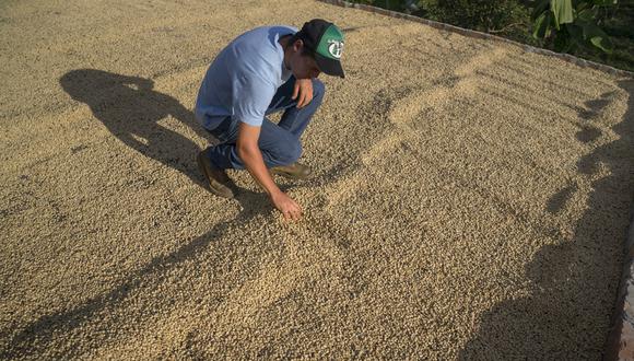 El trabajo de Colombia para ser actor clave en mercado del café - 1