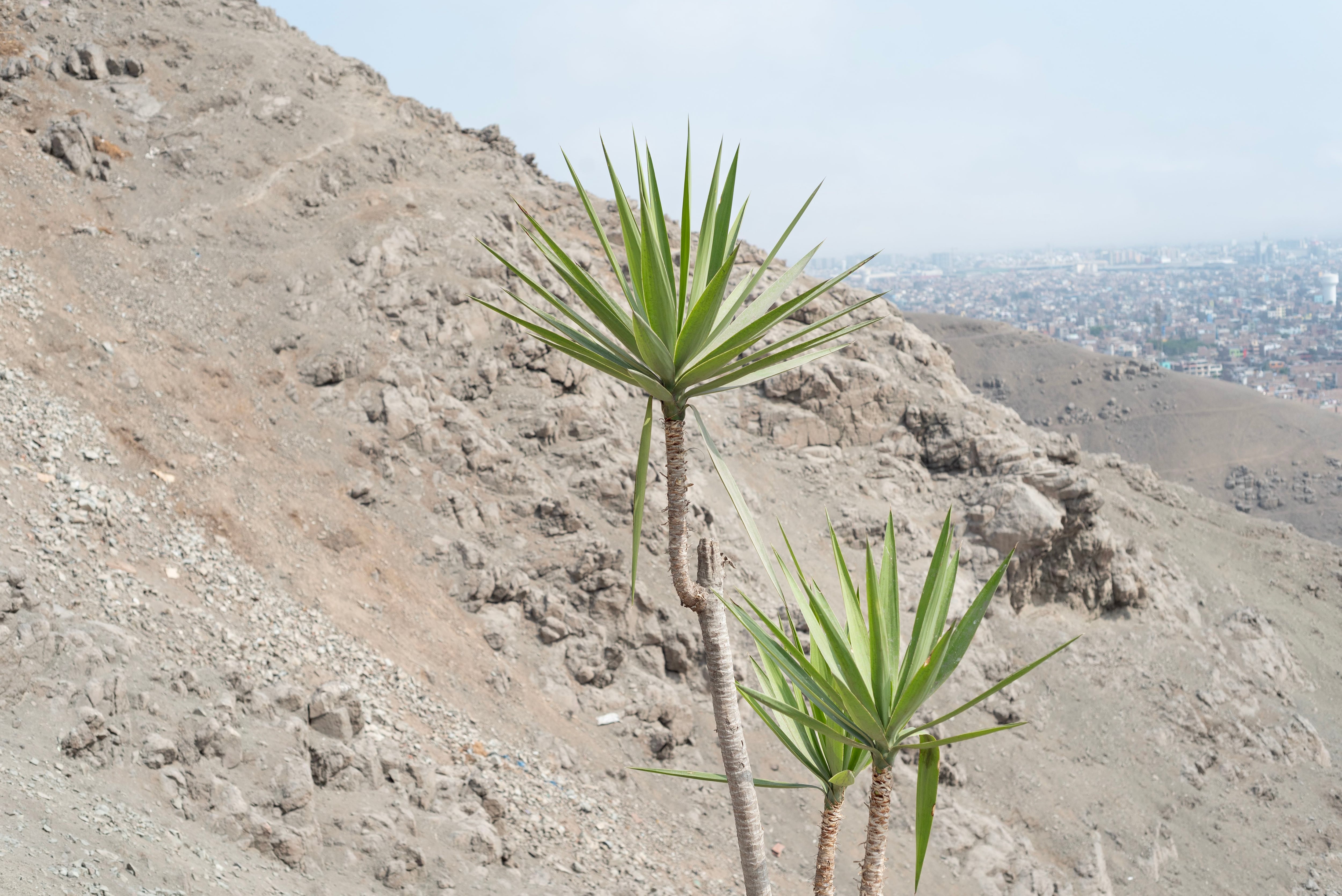 Algunas de las nuevas plantas que vemos en el Cerro La Milla.