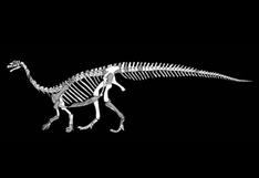 Descubren nueva especie de dinosaurio por fósiles olvidados
