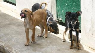 Chorrillos: robacasas matan 3 perros para asaltar de madrugada