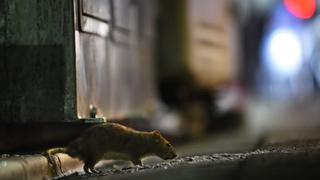 Así se prepara Tokio para una "guerra" contra miles de ratas | FOTOS