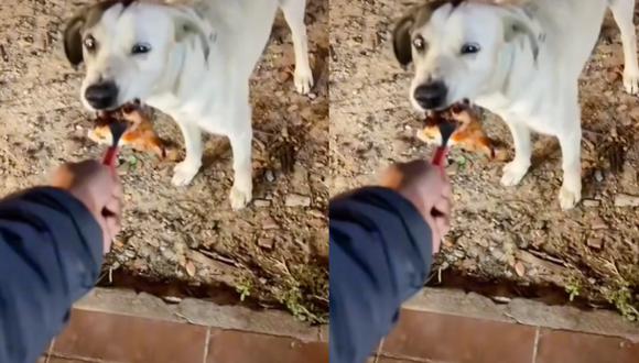 Esta tierna acción alegró el día del perro. (Foto: Captura/TikTok-lamismamanada)