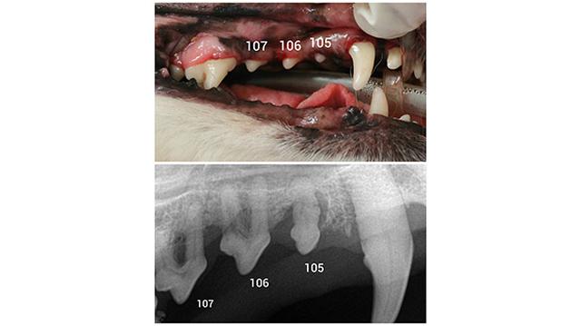 Ignorar la salud dental animal puede ser fatal  - 3