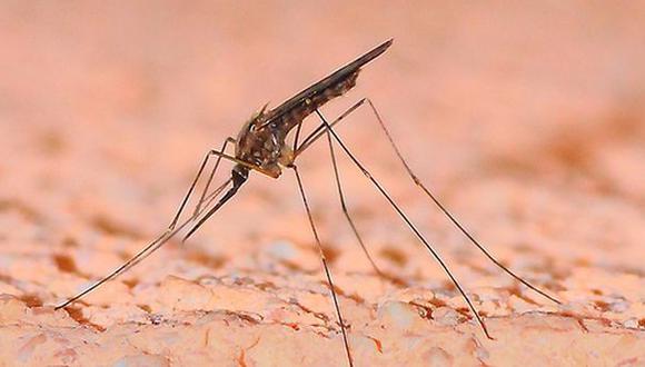 Modificar bacterias de la piel evitaría picadura de mosquitos