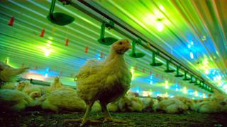 Piden mejor trato a pollos en mataderos de Estados Unidos