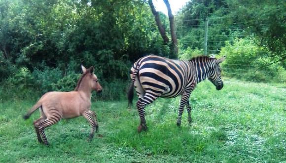 Un bebé cría de una cebra y un burro, una mezcla atípica con el cuerpo grisáceo-rojizo y las patas rayadas, ha nacido en una reserva nacional de Kenia, las Chyulu Hills, en el sureste de país (Foto: EFE).