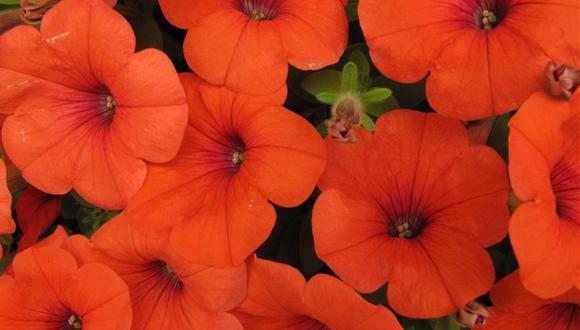 ¿Las petunias pueden ser de color naranja? Probablemente si han sido modificadas genéticamente.