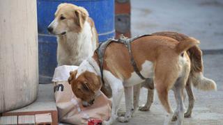 Perros que vivían con indigente fueron llevados a un albergue