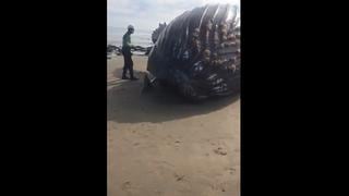 Tumbes: intentan devolver al mar a ballena varada en Punta Sal | VIDEO