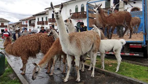 Comuneros suspenden pastoreo en el Parque Nacional Huascarán