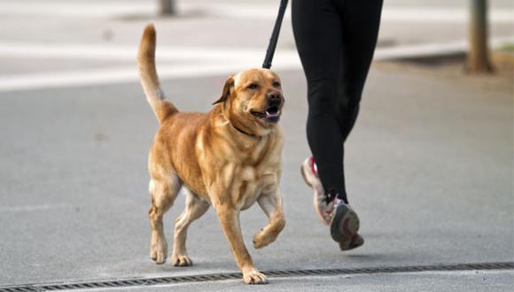 Si bien todos los perros tienen mucha energía y les gusta correr, hay algunas razas que cuentan con mayor musculatura y tolerancia.