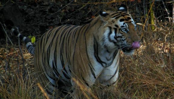 Un tigre en la India. La especie se encuentra En Peligro de extinción.