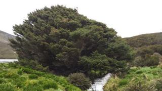 Así es el árbol "más solitario" de la Tierra [BBC]
