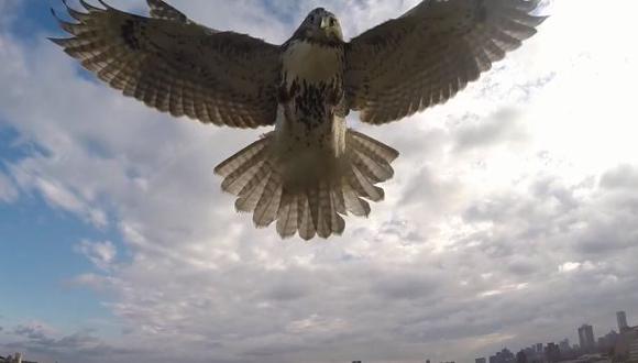 YouTube: águila derriba a drone