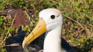 Científicos alientan repoblación de albatros en Galápagos