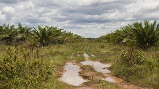 Colombia: la palma que invadió el territorio ancestral sikuani en el Vichada