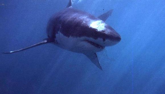 Tiburón arranca el antebrazo a turista en playa de Brasil
