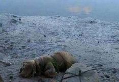 España: Ató un perro a una piedra cerca del mar para ahogarlo
